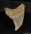 Scarce Inch Benedini Fossil Tooth (Thresher Shark) #628-1